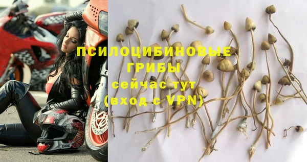 индика Богданович